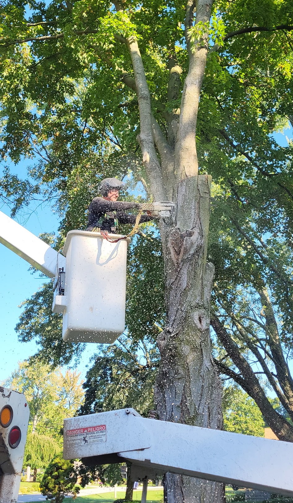 Absolute Tree Service (2)