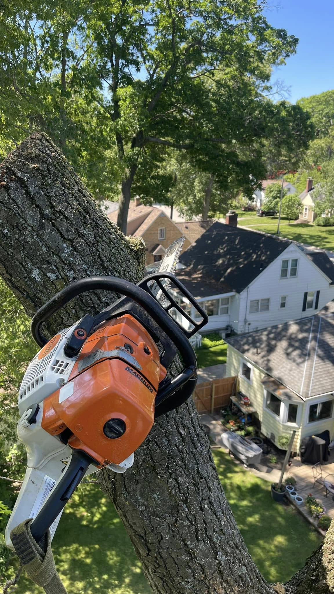 Absolute Tree Service And Property Management Llc (17)